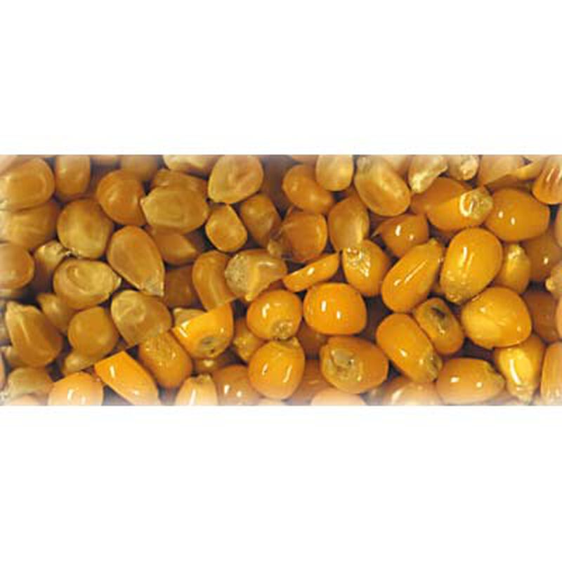 Graines s&egrave;ches carpe mais grain - S&egrave;ches | Pacific P&ecirc;che