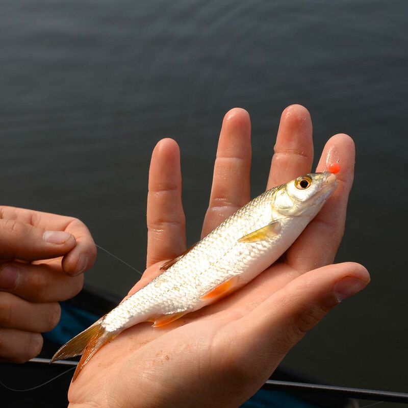 Appâts Artificiels Cresta Spaghetti Balls (x15) - Appâts / amorces | Pacific Pêche