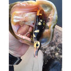 Leurre dur surface carnassier savage gear 3d suicide duck f 10.5cm 28g - Surface | Pacific Pêche