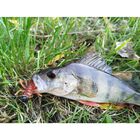 Leurre Souple Insecte Delalande Larva 3cm (x3) - Ecrevisses / Cr&eacute;atures | Pacific P&ecirc;che