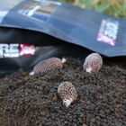 Stick mix carpe cc moore belachan bag mix 1kg - Sticks Mix | Pacific P&ecirc;che