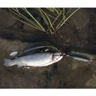 Monture silure zeck backpack system - Bas de lignes mont&eacute;s | Pacific P&ecirc;che