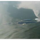 Monture silure zeck backpack system - Bas de lignes mont&eacute;s | Pacific P&ecirc;che