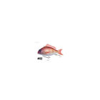 Leurre Little Jack Charikom 6,5 cm - Leurres poissons nageurs | Pacific Pêche