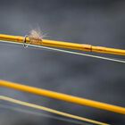 Canne mouche vision little hero 7' soie 3 (4 brins) poign&eacute;e a - Cannes | Pacific P&ecirc;che