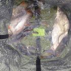Bourriche silure madcat floating bait station - Viviers / Aérateurs | Pacific Pêche