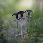 Piquets Nash Titan Bivvy Peg 30 cm x10 - Sardines | Pacific P&ecirc;che