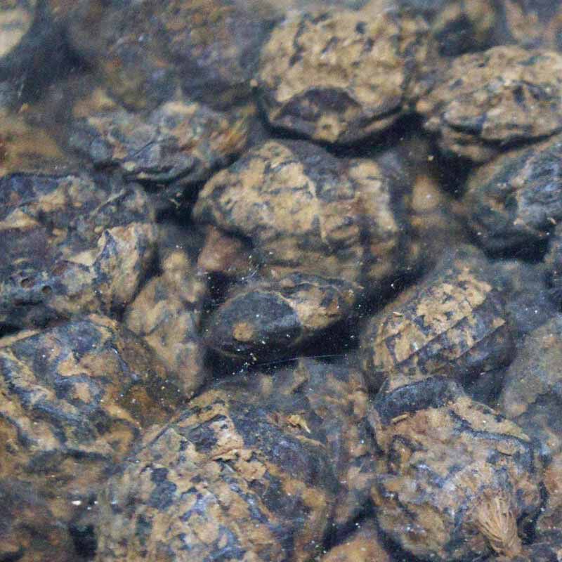 Graines sèches carpe active baits black tiger - Sèches | Pacific Pêche