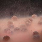 Booster carpe mainline smart liquid fish - Boosters / dips | Pacific P&ecirc;che