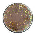 Pâte à Truite Arôme Fish pellet Berkley Natural Fish Pellet Glitter - Pâtes à truite | Pacific Pêche