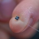 Micros plombs cubiques cues refill guru - Ronds | Pacific Pêche