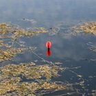 Kit marqueur carpe mack2 messenger - Marqueurs | Pacific Pêche