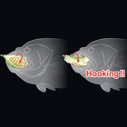 Leurre souple frog carnassier deps basirisky hardbelly 70 7cm 21g - Frog | Pacific P&ecirc;che