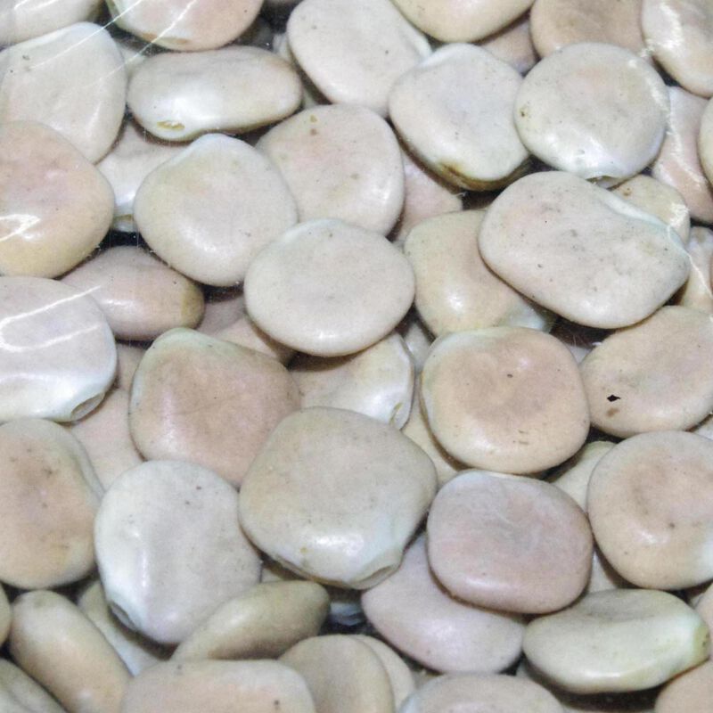 Graines s&egrave;ches carpe active baits lupin - S&egrave;ches | Pacific P&ecirc;che