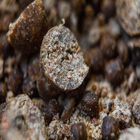 Bouillettes Cap River Gold Crayfish 2.5 kg - Denses | Pacific Pêche