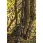 Fourreau 3+2 cannes 12&rsquo; solar camo undercover - Fourreaux | Pacific P&ecirc;che