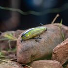 Leurre Stickbait Evok Hypnostick 11.5cm, 22g - Surface | Pacific Pêche