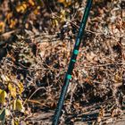 Canne GARBOLINO Optima XS TR 8R5 - Cannes téléréglables | Pacific Pêche