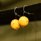 Bouillettes Dynamite Baits Peppered Fruit 1kg - Denses | Pacific P&ecirc;che