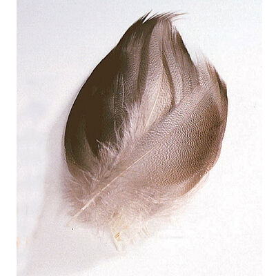 Fly tying plumes jmc bronze mallard - Plumes | Pacific Pêche