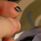 Pate Plomb&eacute;e Blend Tungsten Putty 25g - Pates Plomb&eacute;es/Sinkers | Pacific P&ecirc;che