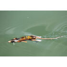 Leurre dur swimbait carnassier savage gear 3d rad f 20cm 32g - Swimbaits | Pacific P&ecirc;che