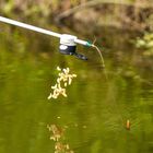 Coupelle Cresta Magna Pot Medium - Coupelles | Pacific Pêche