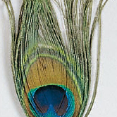 Fly tying plume jmc oeil de paon - Plumes | Pacific Pêche