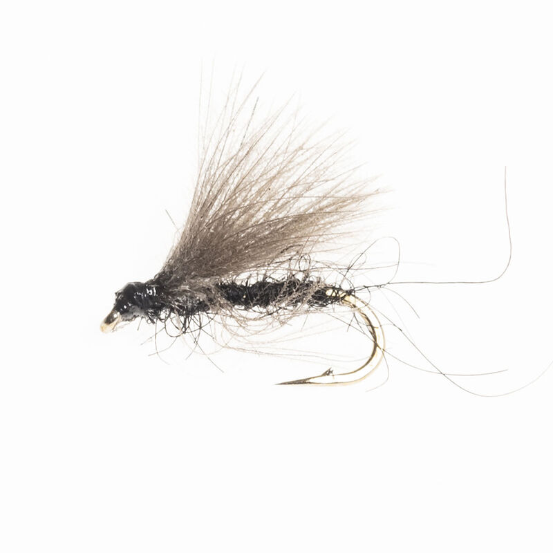 Sedge Goddard version lièvre - Éclosion