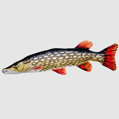 Coussin Gaby Brochet XL 115cm - Goodies et id&eacute;es cadeaux | Pacific P&ecirc;che