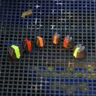 Sonde Cresta Supa Plummets 35g x2 - Destockage | Pacific P&ecirc;che