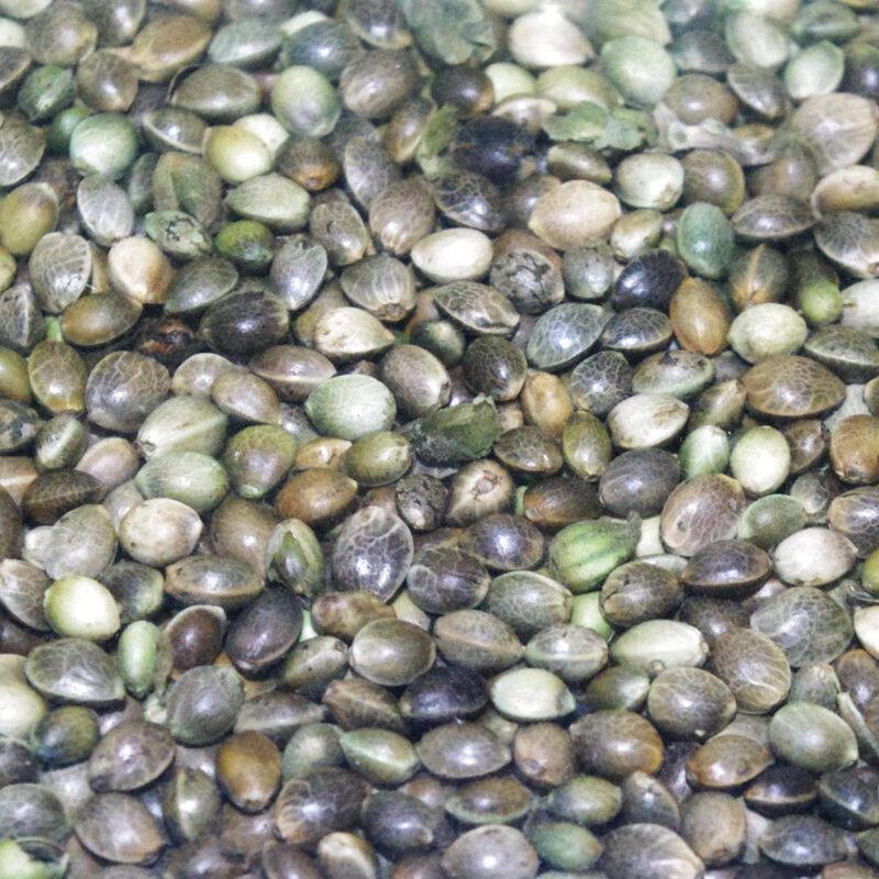 Graine sèche coup active baits chenevis amorcage - Graines à préparer | Pacific Pêche