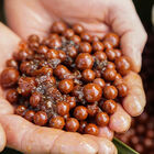 Booster CC Moore Liquid Squid  Extract Compound 500ml - Boosters / dips | Pacific Pêche