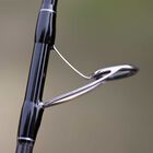 Canne lancer smith dragonbait seabass 72 h 2.18m 7-40g - Cannes | Pacific Pêche