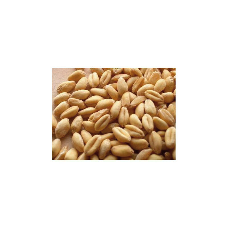 Graines s&egrave;ches coup active baits ble blanc 1kg - Graines &agrave; Pr&eacute;parer | Pacific P&ecirc;che