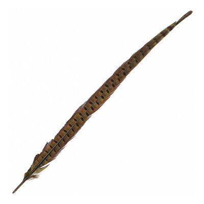 Fly tying plume de queue de faisan naturel jmc - Plumes | Pacific P&ecirc;che