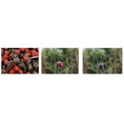 Pellet Dynamite Baits Pre Drilled Garlic Hook Pellets 8mm, 150g - Pellets | Pacific P&ecirc;che