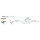Ligne de tra&icirc;ne Flashmer pavane 200g - Leurres Traine | Pacific P&ecirc;che