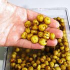 Graines s&egrave;ches carpe active baits tiger nuts jumbo - S&egrave;ches | Pacific P&ecirc;che
