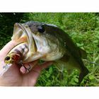 Leurre Dur Crankbait Duo Realis Crank M65 11A 6.5cm, 16g - Crankbaits | Pacific P&ecirc;che