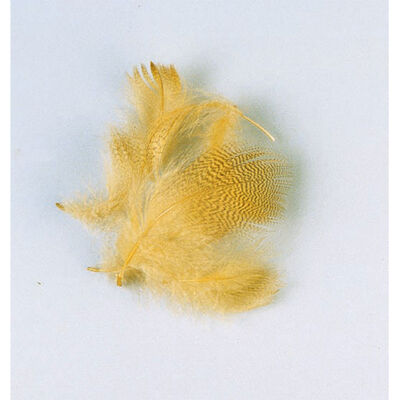 Fly tying plume flanc de canard &eacute;t&eacute; jmc - Plumes | Pacific P&ecirc;che