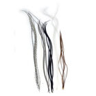 Fly tying plumes jmc lancettes top grade (6 plumes) - Plumes | Pacific P&ecirc;che
