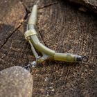 Clip Plombs Nash Run Clip Pack - Clip plombs et c&ocirc;nes | Pacific P&ecirc;che