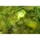 Hame&ccedil;on sans ardillon carpe korda wide gape barbless - Hame&ccedil;ons | Pacific P&ecirc;che