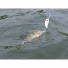 Leurre Dur Crankbait Duo Realis Crank M65 11A 6.5cm, 16g - Crankbaits | Pacific P&ecirc;che