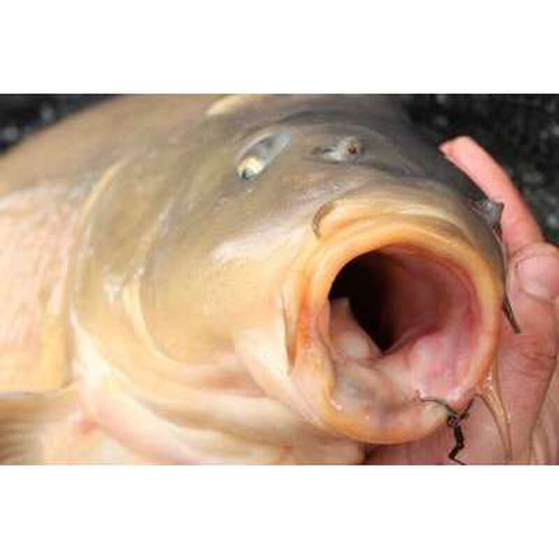 Hame&ccedil;on carpe korda mixa (x10) - Hame&ccedil;ons | Pacific P&ecirc;che