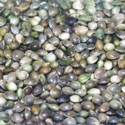 Graine S&egrave;che Teos Chenevis Amorcage - Graines &agrave; Pr&eacute;parer | Pacific P&ecirc;che