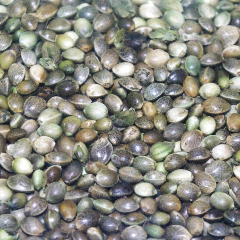 Graine s&egrave;che coup active baits chenevis amorcage - Graines &agrave; Pr&eacute;parer | Pacific P&ecirc;che