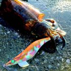 Turlutte mer yamashita egi sutte r 2.5 10cm 10g - Turluttes | Pacific P&ecirc;che