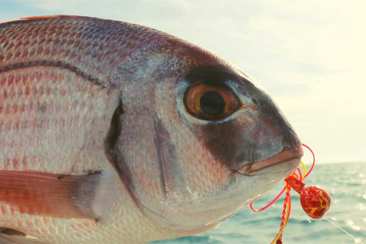 pêche Tenya I Pacific Pêche